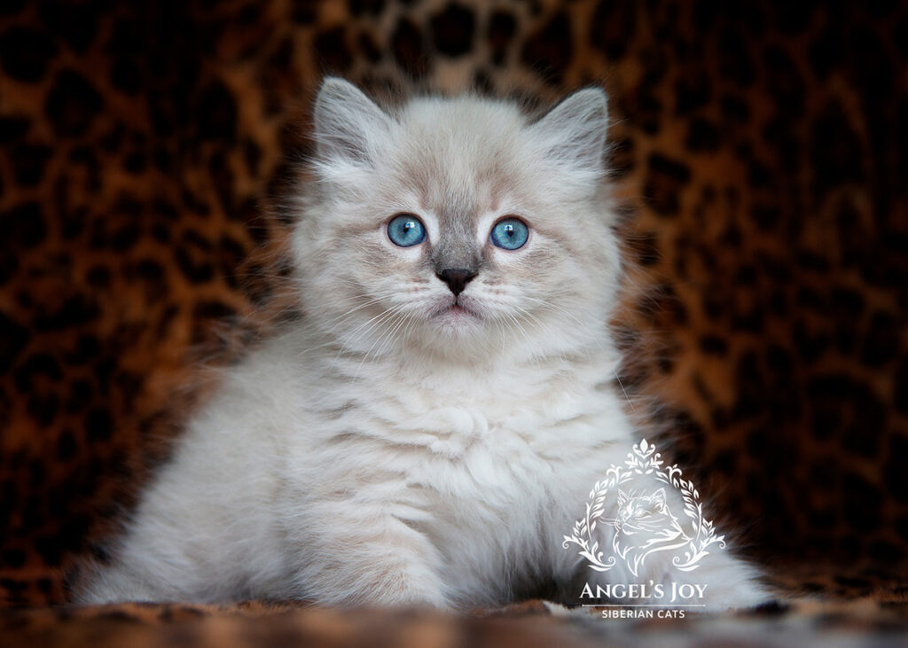 Siberian kitten Florida