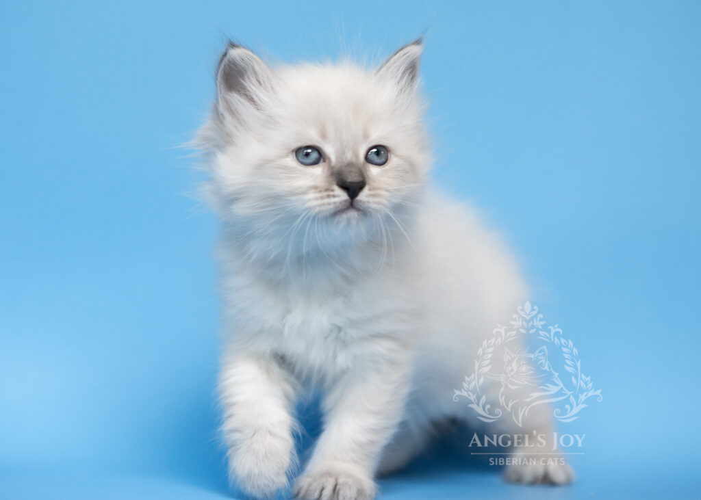 Siberian kittens for sale Florida