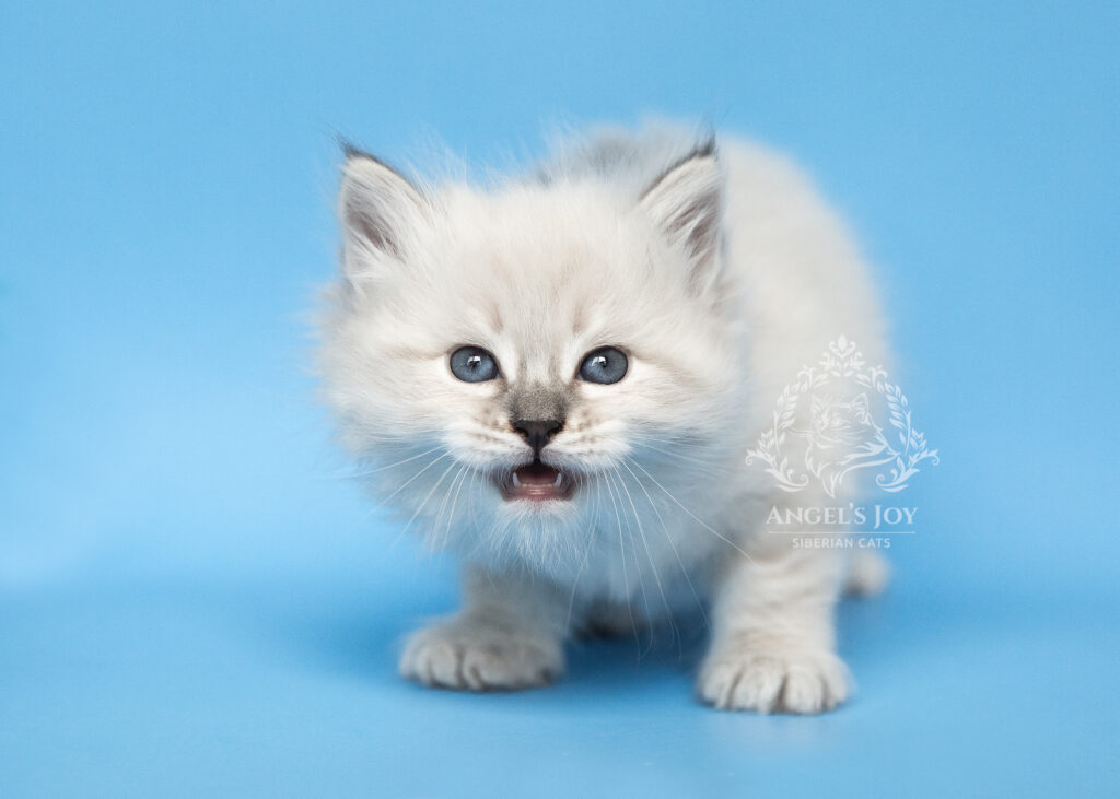 Siberian kitten adoption Florida