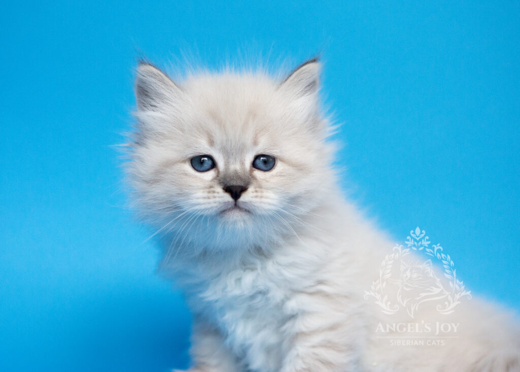 Siberian kitten adoption Florida