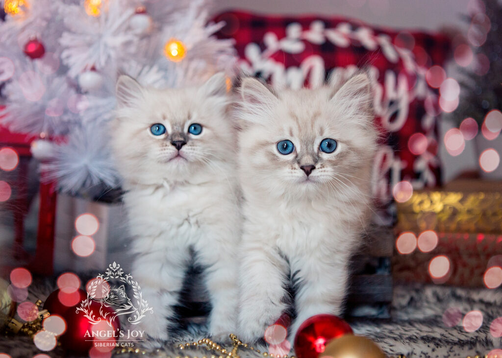 Siberian kitten for sale Florida