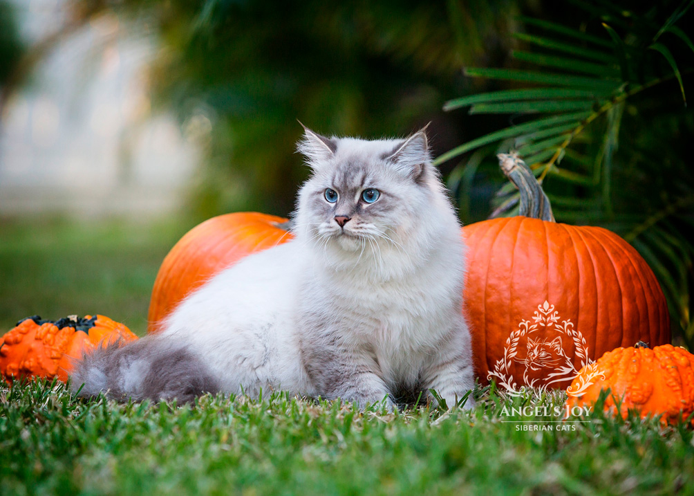 Portrait of a Majestic Siberian Cat with a luxurious, thick fur coat and captivating blue eyes. This stunning hypoallergenic feline showcases the breed's regal beauty and friendly nature. Perfect for cat lovers seeking a delightful companion