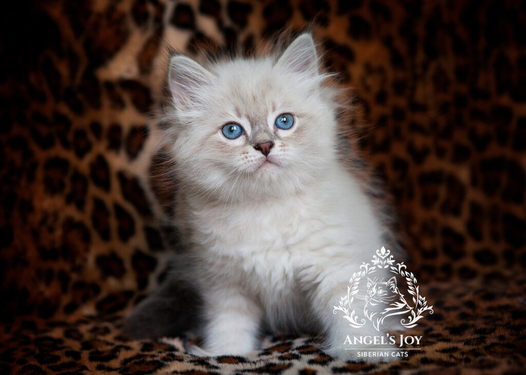 Siberian kitten adotion Florida