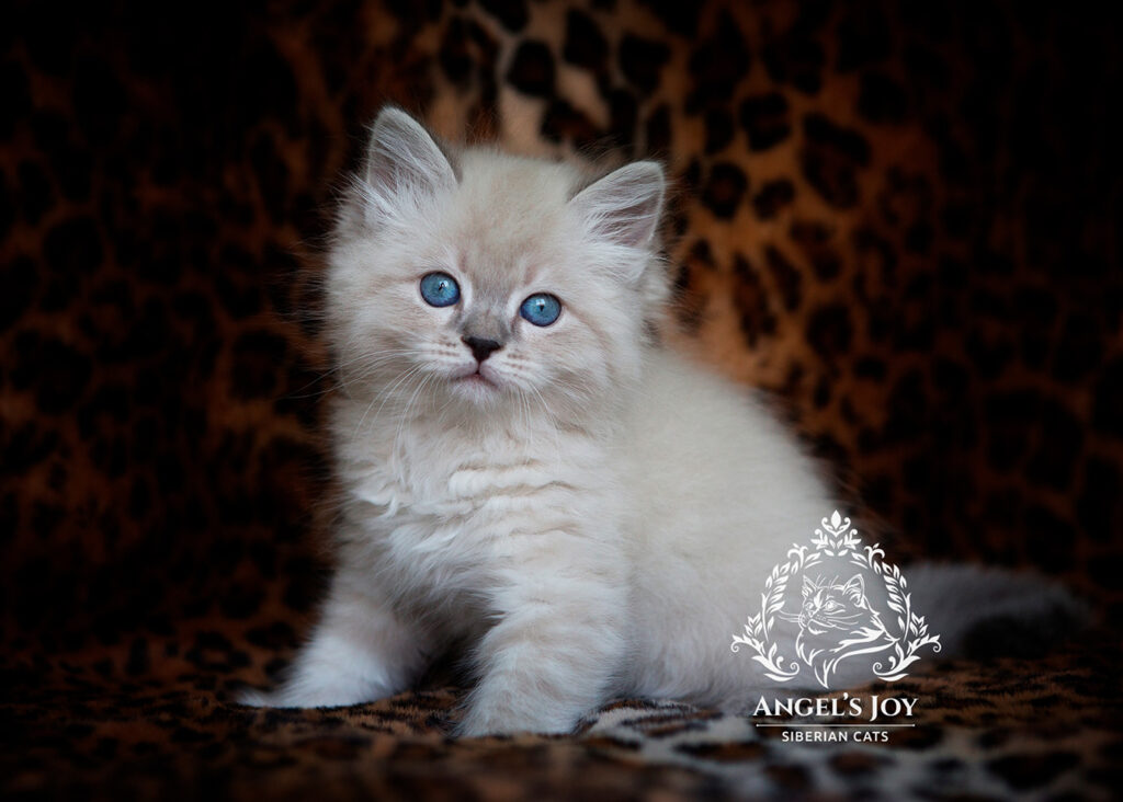 Siberian kitten Florida