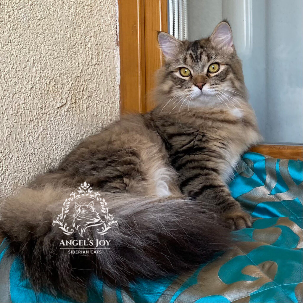 Available Siberian kitten from Angel’s Joy Siberians, affectionate, playful, and hypoallergenic, Florida’s trusted breeder